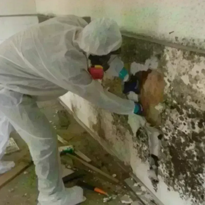 Mold Remediation and Removal in Charleston, AR